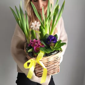 Весенний садик Нарцисс и примула  от интернет-магазина «VeraRosa»