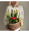 Весенний садик Яркая примула 